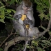 monkey_macaque_balinese_mf_ubud_v_1294_bal5015.jpg